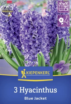 Kiepenkerl Herbstblumenzwiebel Hyazinthe Blue Jacket 3 Stück