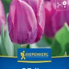 Kiepenkerl Herbstblumenzwiebel Einfache Frühe Tulpe Purple Prince 7 Pflanzen