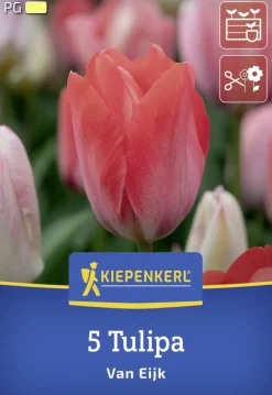 Kiepenkerl Herbstblumenzwiebel Darwin-Hybrid-Tulpe Van Eijk 5 Stück
