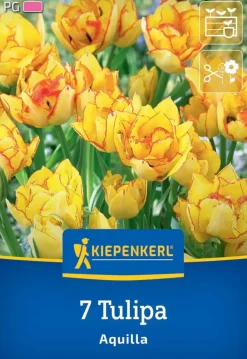 Kiepenkerl Herbstblumenzwiebel Mehrblütige Tulpe Aquilla 7 Stück