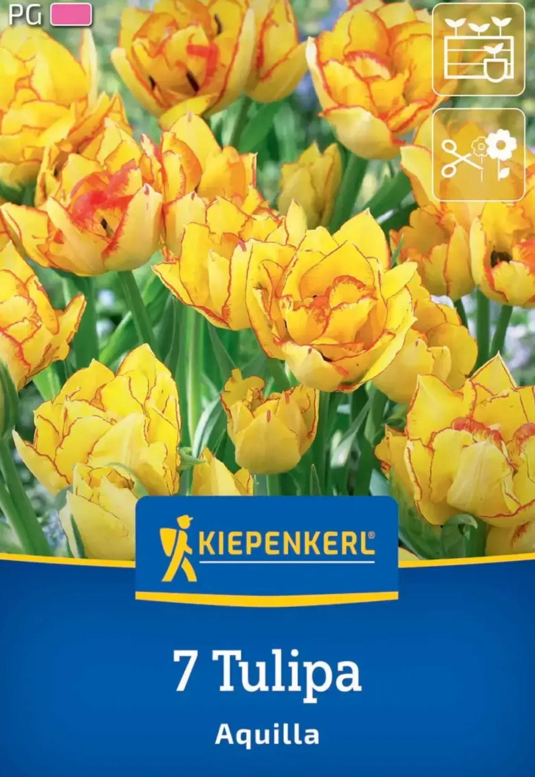 Kiepenkerl Herbstblumenzwiebel Mehrblütige Tulpe Aquilla 7 Stück