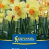 Kiepenkerl Herbstblumenzwiebel Trompeten-Narzisse Red Devon 5 Stück