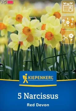 Kiepenkerl Herbstblumenzwiebel Trompeten-Narzisse Red Devon 5 Stück
