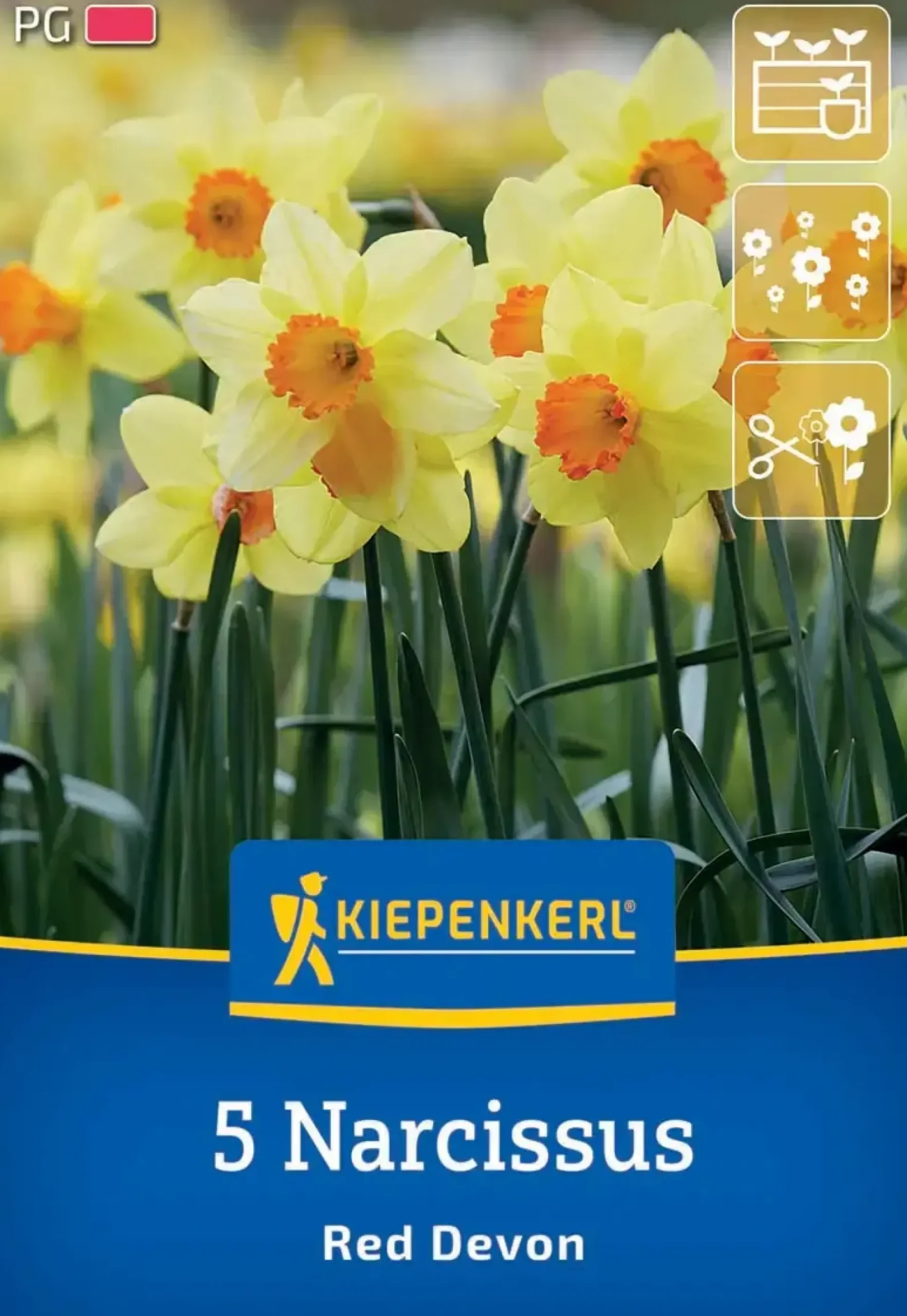 Kiepenkerl Herbstblumenzwiebel Trompeten-Narzisse Red Devon 5 Stück