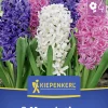Kiepenkerl Herbstblumenzwiebel Hyazinthen Mischung 3 Stück