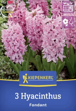 Kiepenkerl Herbstblumenzwiebel Hyazinthe Fondant 3 Stück