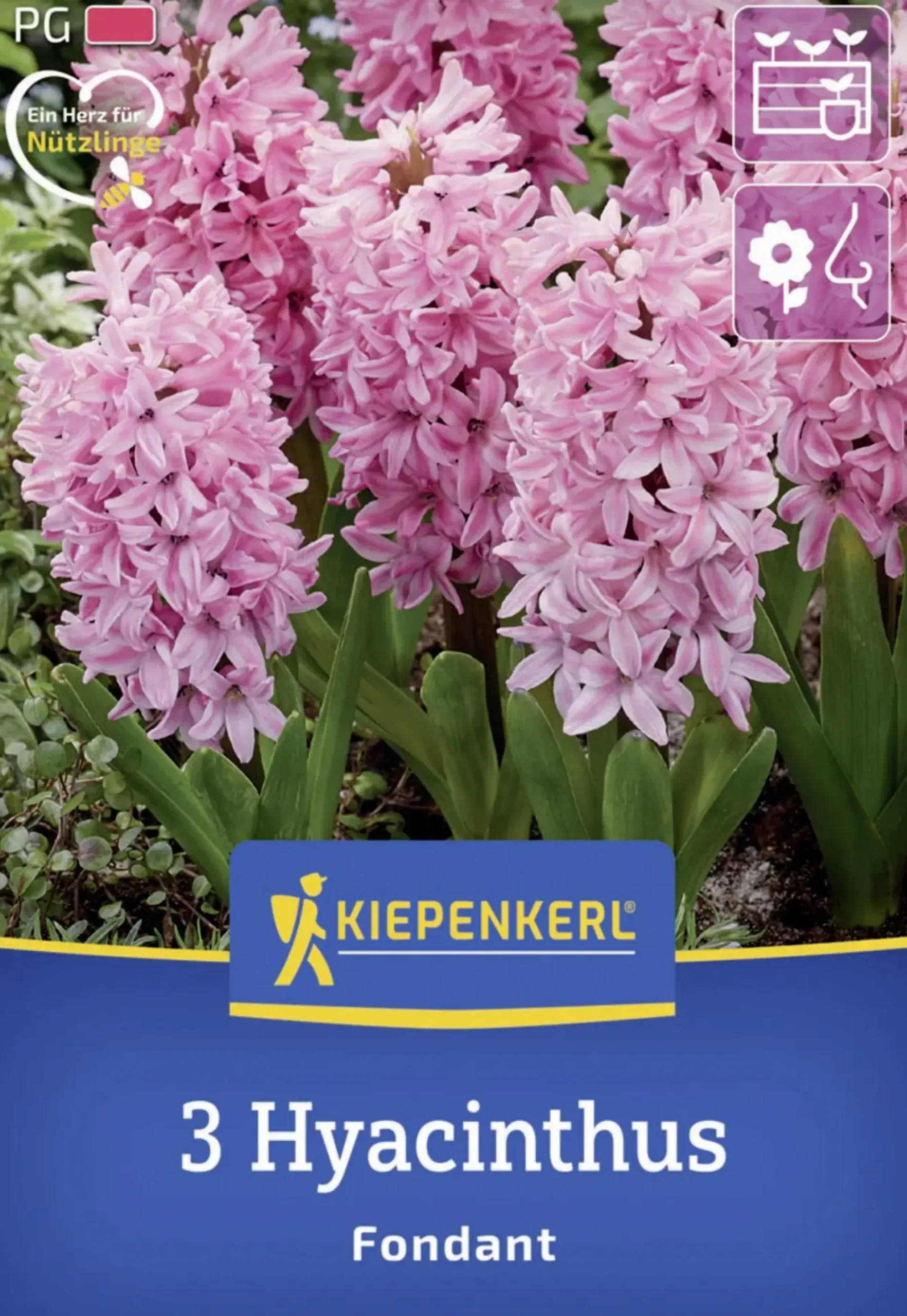Kiepenkerl Herbstblumenzwiebel Hyazinthe Fondant 3 Stück