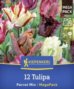 Kiepenkerl Herbstblumenzwiebelmischung Mega-Pack Papageien-Tulpen 12 Stück
