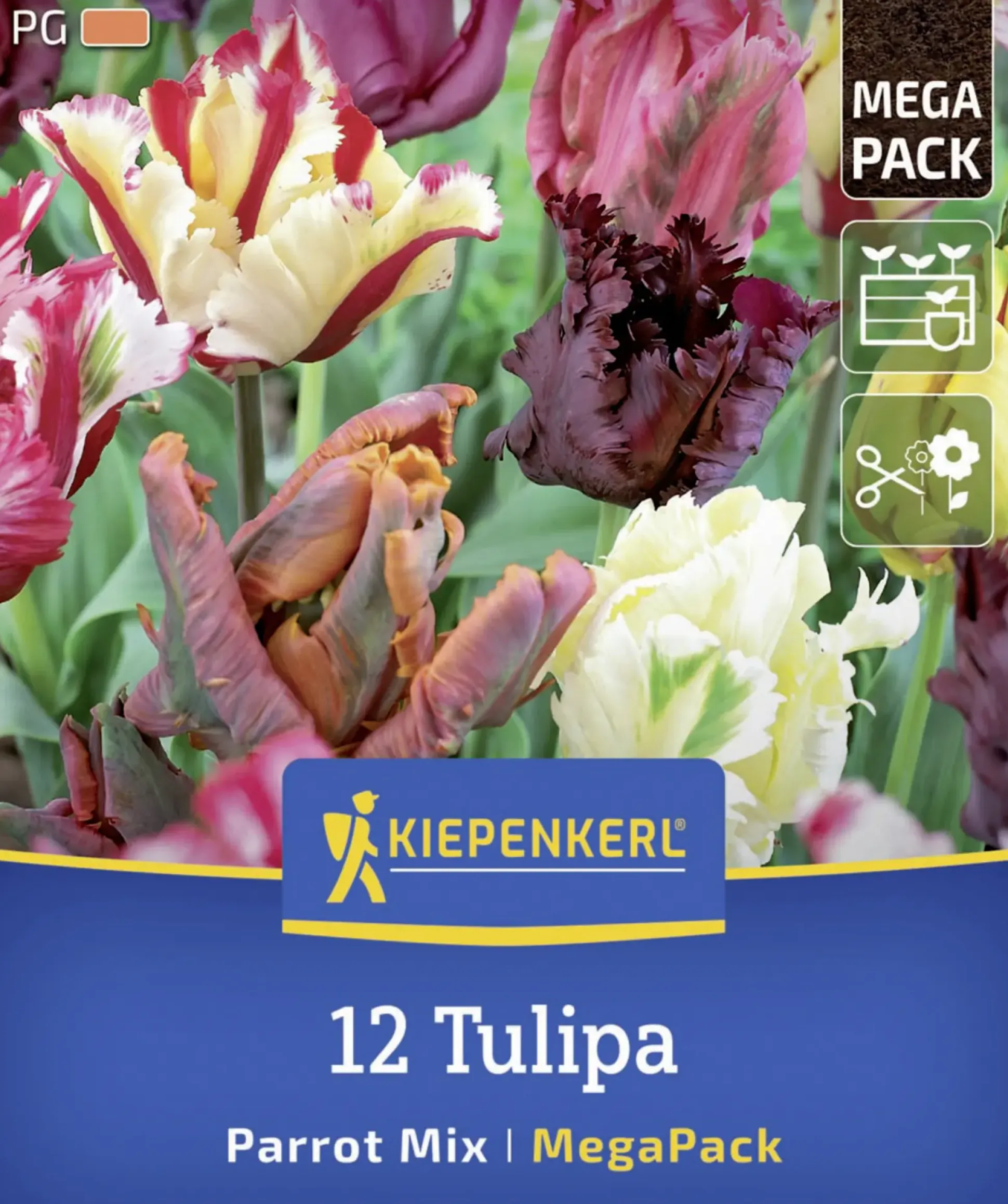 Kiepenkerl Herbstblumenzwiebelmischung Mega-Pack Papageien-Tulpen 12 Stück