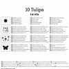 Kiepenkerl Herbstblumenzwiebel Wildtulpe Tulipa tarda 10 Stück