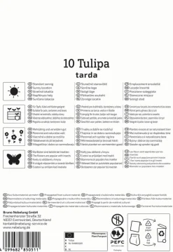 Kiepenkerl Herbstblumenzwiebel Wildtulpe Tulipa tarda 10 Stück