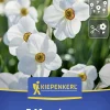 Kiepenkerl Herbstblumenzwiebel Dichternarzisse Actaea 5 Stück