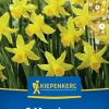 Kiepenkerl Herbstblumenzwiebel Alpenveilchen-Narzisse February Gold 5 Stück