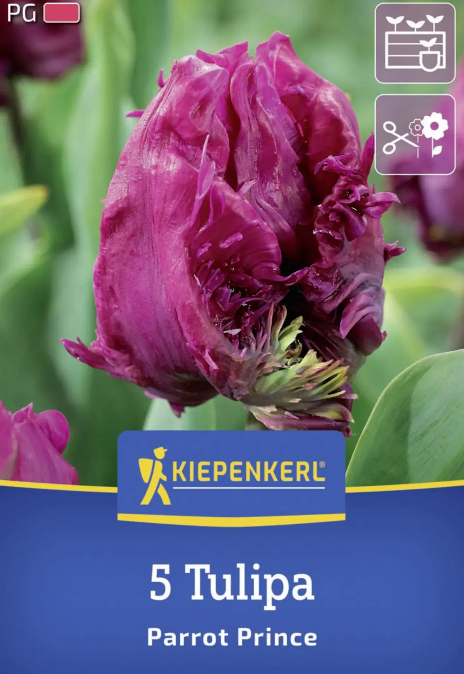 Kiepenkerl Herbstblumenzwiebel Papagei-Tulpe Parrot Prince 5 Stück