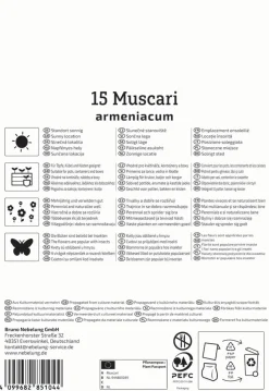 Kiepenkerl Herbstblumenzwiebel Armenische Traubenhyazinthe 15 Stück