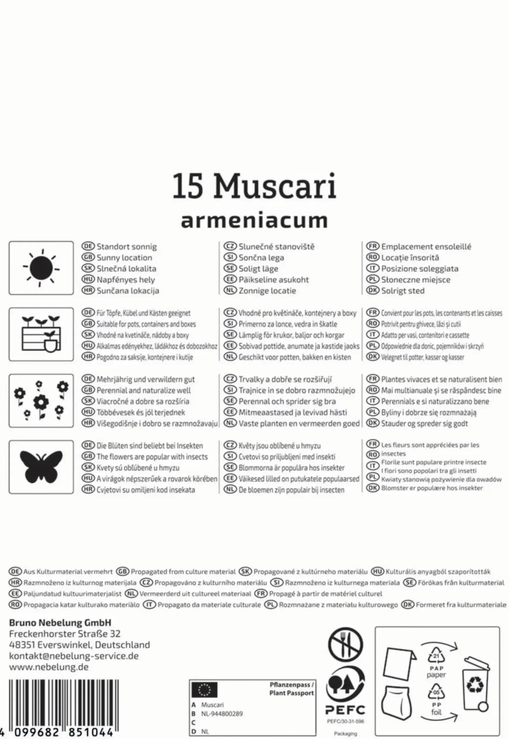 Kiepenkerl Herbstblumenzwiebel Armenische Traubenhyazinthe 15 Stück