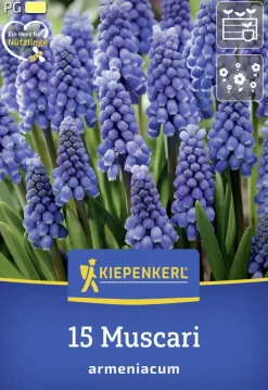 Kiepenkerl Herbstblumenzwiebel Armenische Traubenhyazinthe 15 Stück