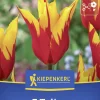 Kiepenkerl Herbstblumenzwiebel Lilienblütige Tulpe Fire Wings 7 Stück