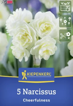 Kiepenkerl Herbstblumenzwiebel Poetaz-Narzisse Cheerfulness 5 Stück