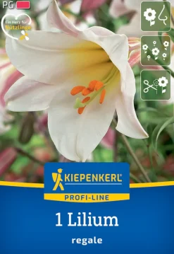 Kiepenkerl Herbstblumenzwiebel Profi-Line Trompetenlilie Lilium regale 1 Stück