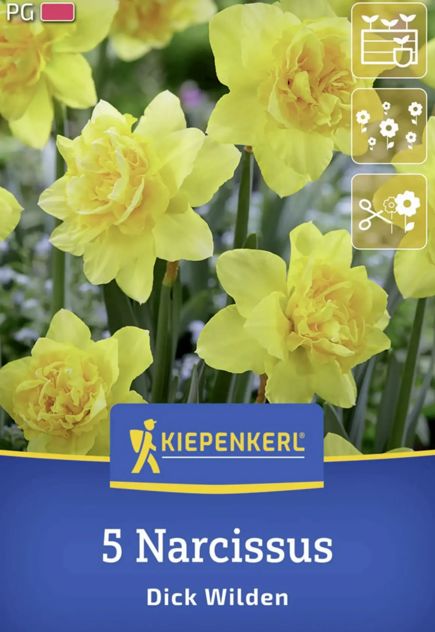 Kiepenkerl Herbstblumenzwiebel Narzisse Dick Wilden 5 Stück