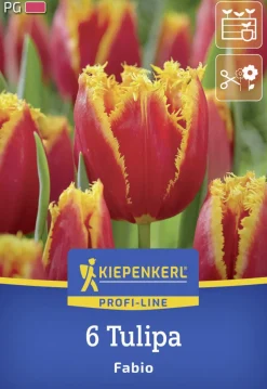 Kiepenkerl Herbstblumenzwiebel Tulpe Fabio 6 Stück