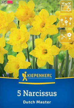 Kiepenkerl Herbstblumenzwiebel Trompeten-Narzisse Dutch Master 5 Stück