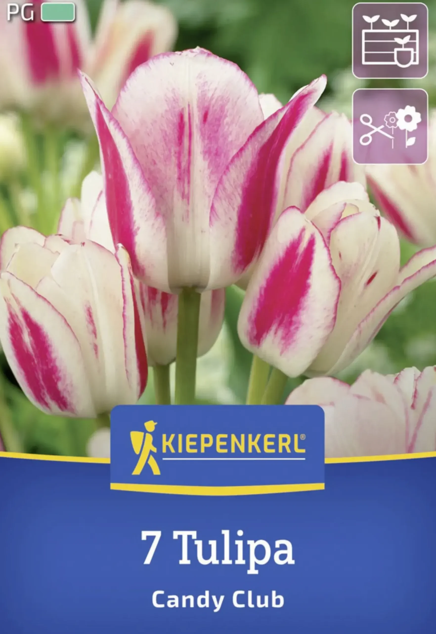 Kiepenkerl Herbstblumenzwiebel Mehrblütige Tulpe Candy Club 7 Stück