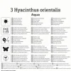 Kiepenkerl Herbstblumenzwiebel Hyazinthe Aqua 3 Stück