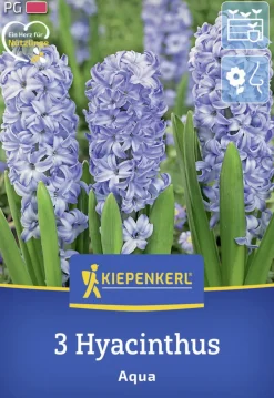 Kiepenkerl Herbstblumenzwiebel Hyazinthe Aqua 3 Stück