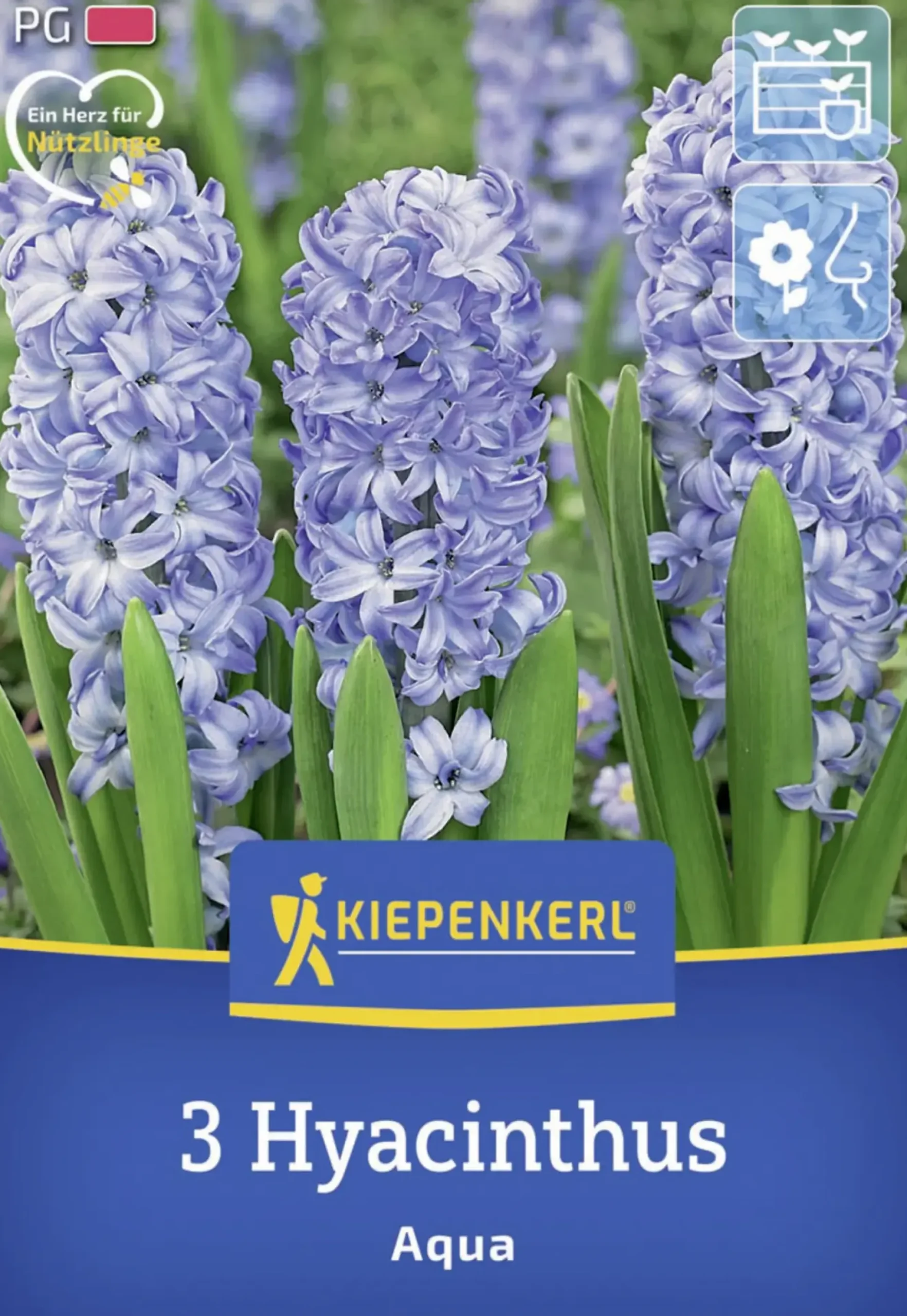 Kiepenkerl Herbstblumenzwiebel Hyazinthe Aqua 3 Stück