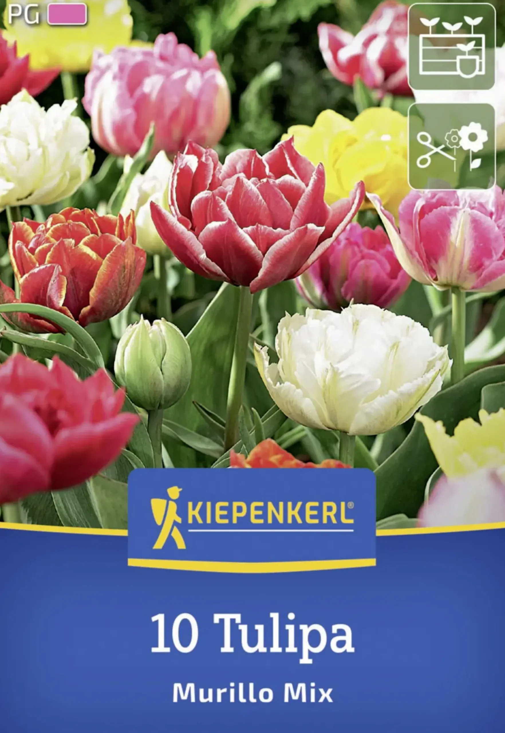 Kiepenkerl Herbstblumenzwiebel Tulpe Murillo Mix 10 Stück