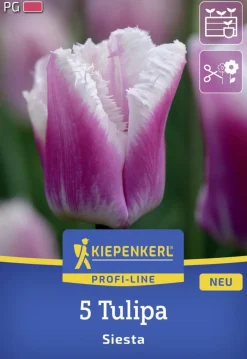 Kiepenkerl Herbstblumenzwiebel Profi-Line Tulpe Siesta 5 Stück