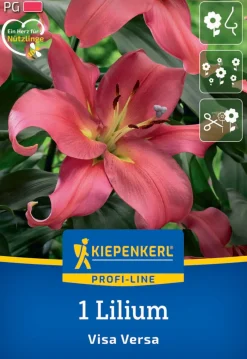 Kiepenkerl Herbstblumenzwiebel Profi-Line Baumlilie Visa Versa 1 Stück