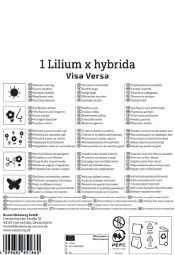 Kiepenkerl Herbstblumenzwiebel Profi-Line Baumlilie Visa Versa 1 Stück