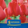 Kiepenkerl Herbstblumenzwiebel Darwin-Hybrid-Tulpe Apeldoorn 7 Pflanzen