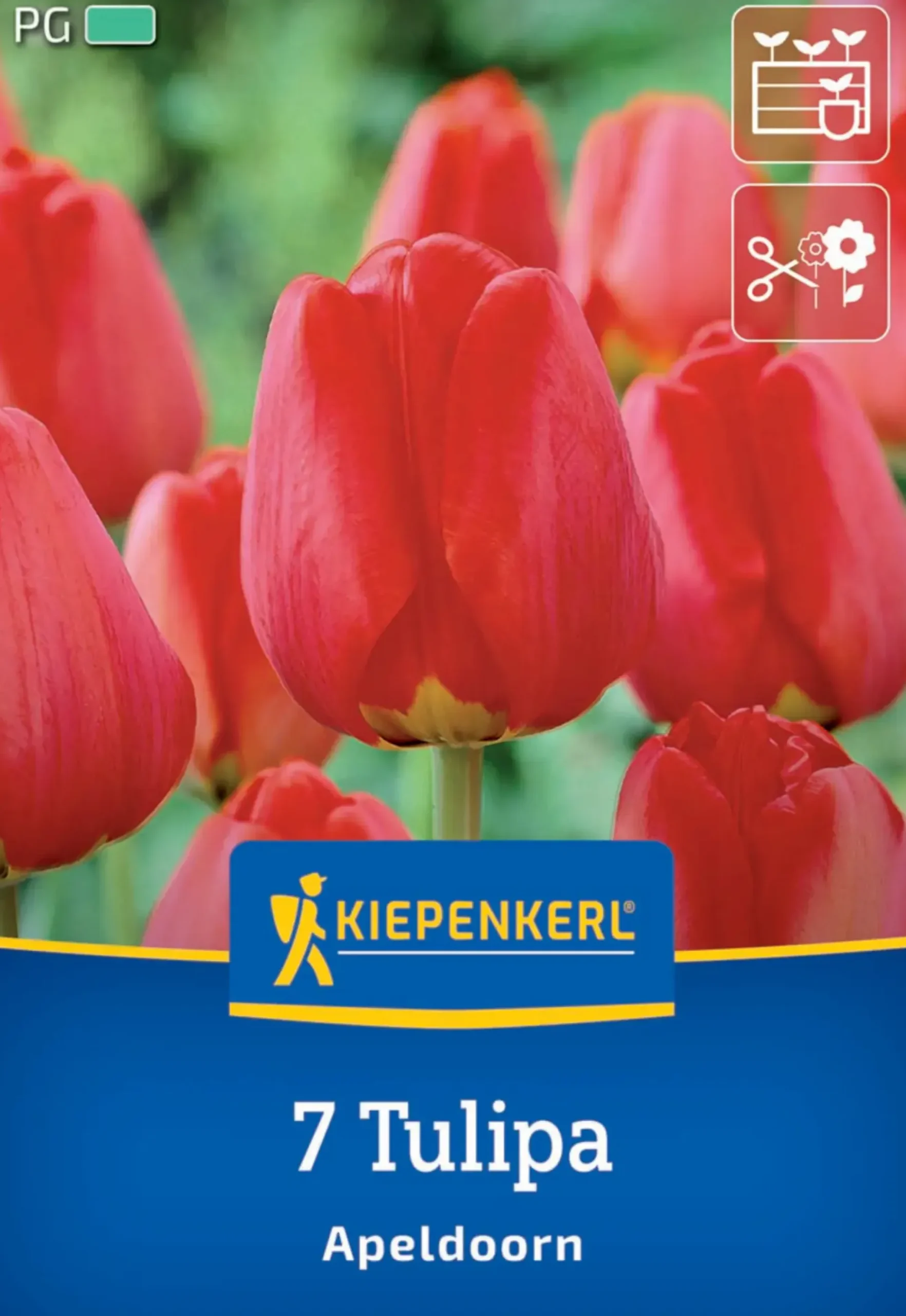 Kiepenkerl Herbstblumenzwiebel Darwin-Hybrid-Tulpe Apeldoorn 7 Pflanzen