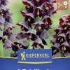 Kiepenkerl Herbstblumenzwiebel Persische Kaiserkrone 1 Stück