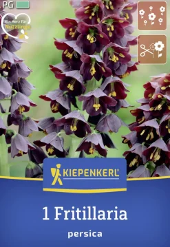 Kiepenkerl Herbstblumenzwiebel Persische Kaiserkrone 1 Stück