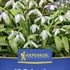 Kiepenkerl Herbstblumenzwiebel Schneeglöckchen 15 Stück