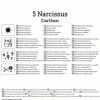 Kiepenkerl Herbstblumenzwiebel Narzisse Carlton 5 Pflanzen