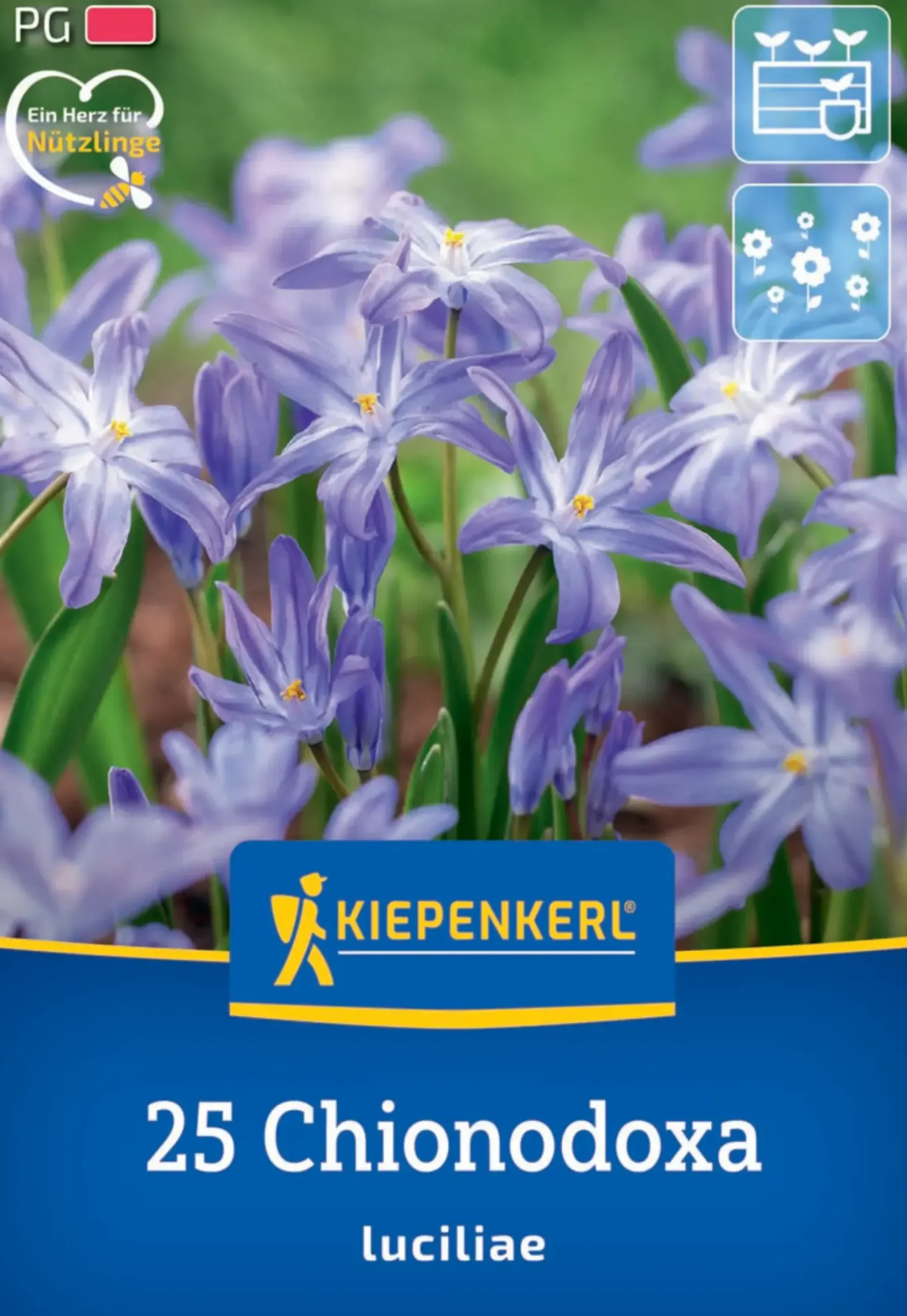 Kiepenkerl Herbstblumenzwiebel Chionodoxa Schneeglanz 25 Pflanzen