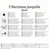 Kiepenkerl Herbstblumenzwiebel Jonquilla-Narzisse Quail 5 Stück