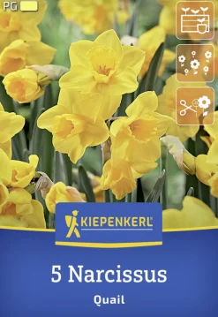 Kiepenkerl Herbstblumenzwiebel Jonquilla-Narzisse Quail 5 Stück