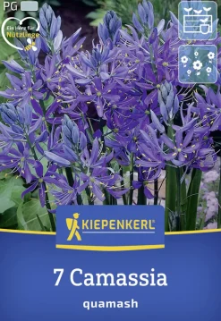 Kiepenkerl Herbstblumenzwiebel Prärielilie 7 Stück