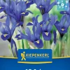 Kiepenkerl Herbstblumenzwiebel Netzblatt-Schwertlilie 12 Pflanzen