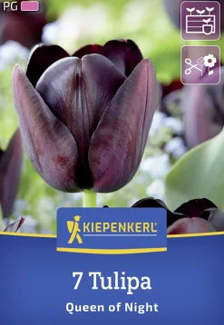 Kiepenkerl Herbstblumenzwiebel Tulpe Queen of Night 7 Stück