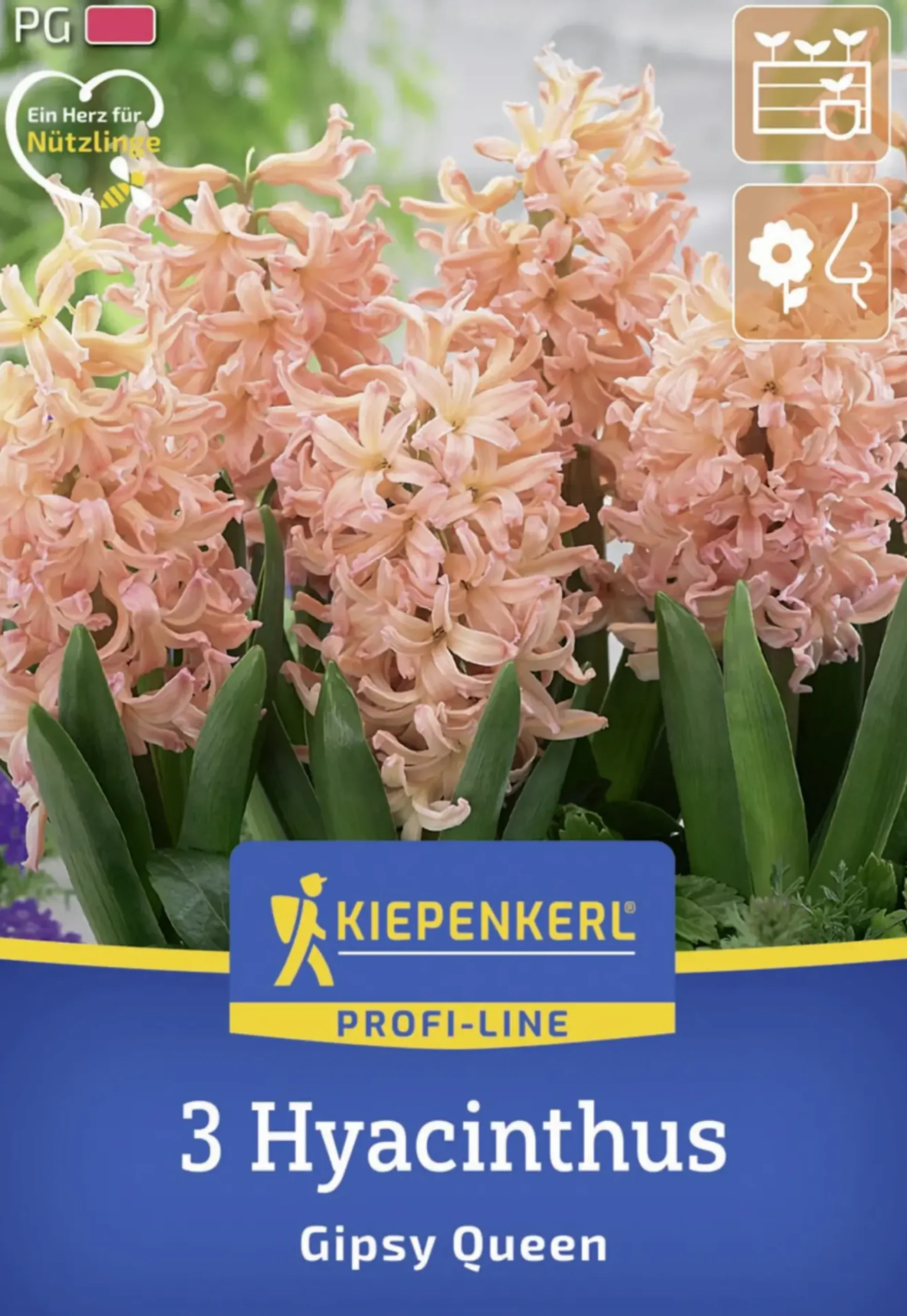 Kiepenkerl Herbstblumenzwiebel Profi-Line Hyazinthe Gipsy Queen 3 Stück