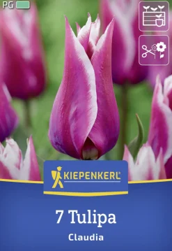 Kiepenkerl Herbstblumenzwiebel Lilienblütige Tulpe Claudia 7 Stück