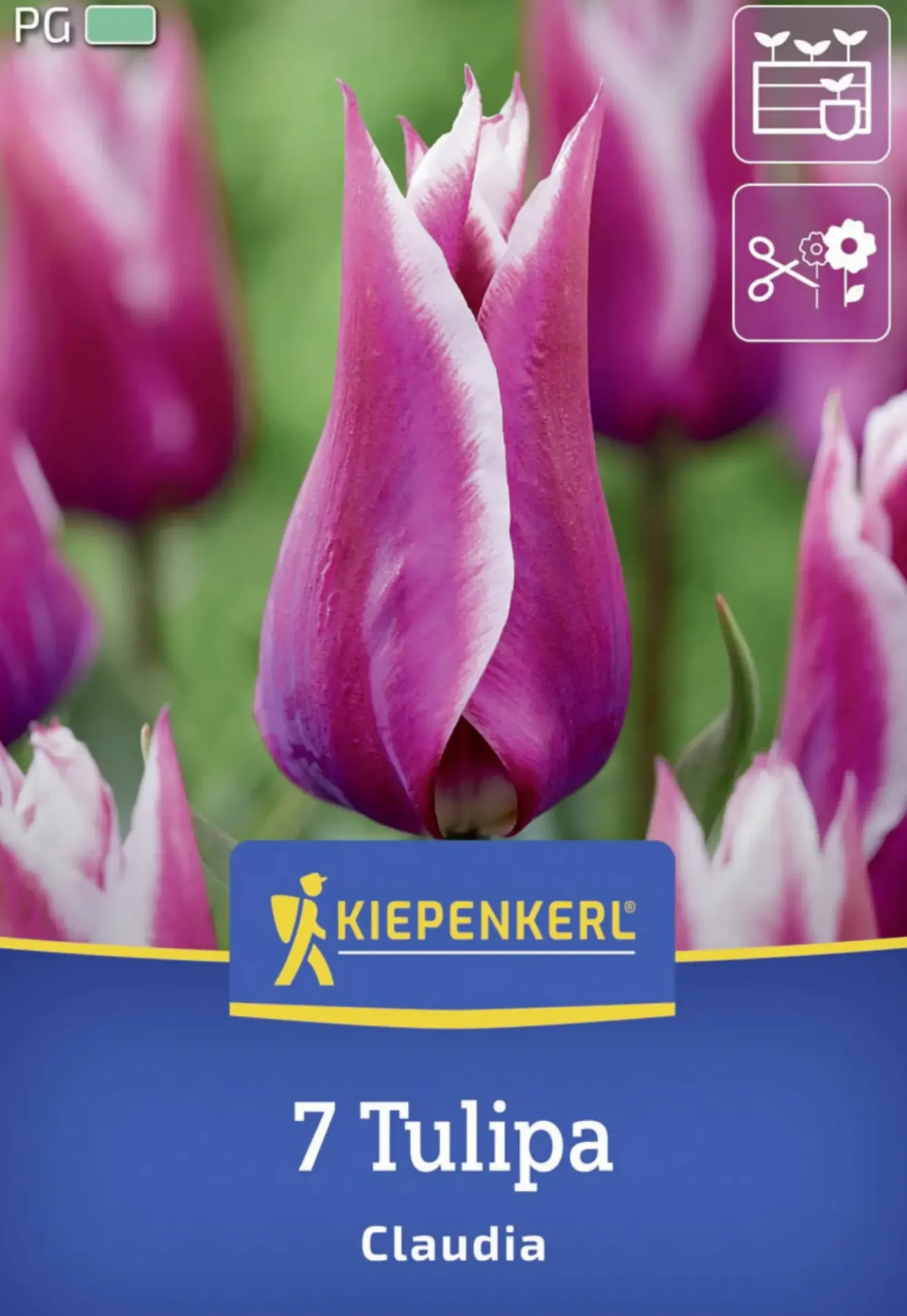 Kiepenkerl Herbstblumenzwiebel Lilienblütige Tulpe Claudia 7 Stück